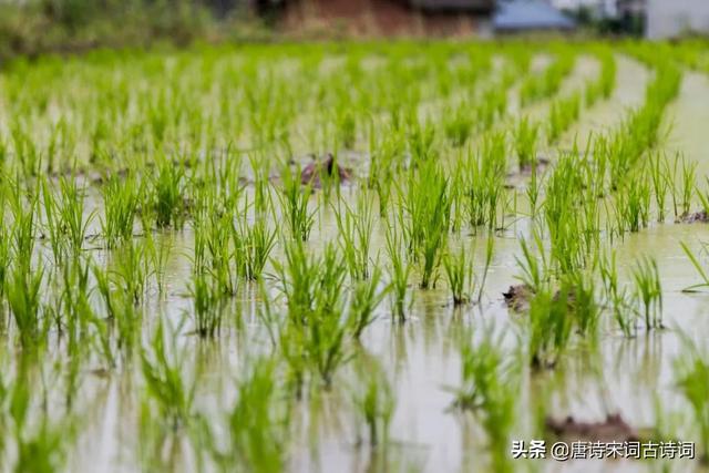 禾苗青青，夏日清新