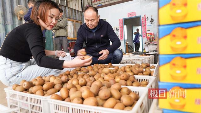 荆楚沃土孕育“奇异黄金果”，湖北猕猴桃飘香海内外唱主角