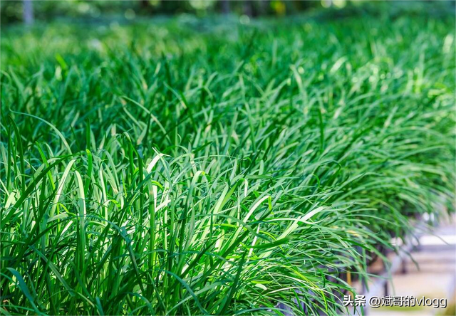 韭菜种植技巧：选好品种、科学施肥、适时灌溉、及时除草。