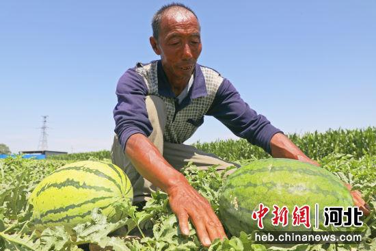 张家口桥东区：西瓜种植铺就“甜蜜”致富路