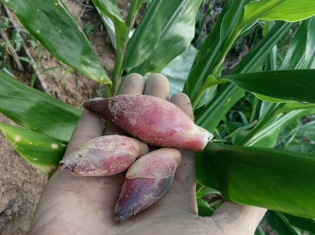 阳荷的种植前景及高产栽培技术