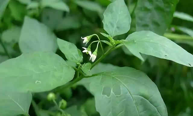 果子有小毒，儿时却当零食吃，其实嫩叶也是宝，俗称“白花菜”