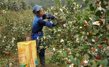 油茶用途广泛，种植油茶树前景如何？