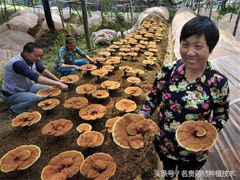 灵芝的生长条件，大棚种植灵芝，人工栽培技术