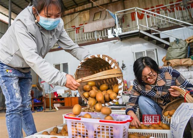 荆楚沃土孕育“奇异黄金果”，湖北猕猴桃飘香海内外唱主角