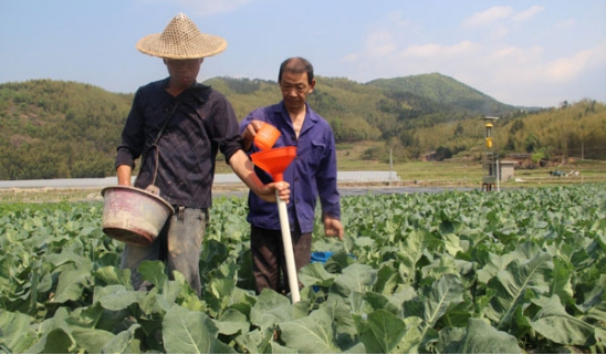 花椰菜种植技术，施肥比例和施肥用量，这些你知道吗？