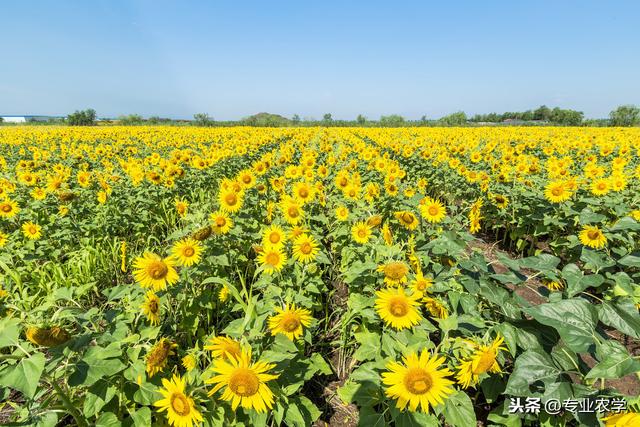 能榨出“高级健康营养油”的油葵，什么时候种植时该注意什么