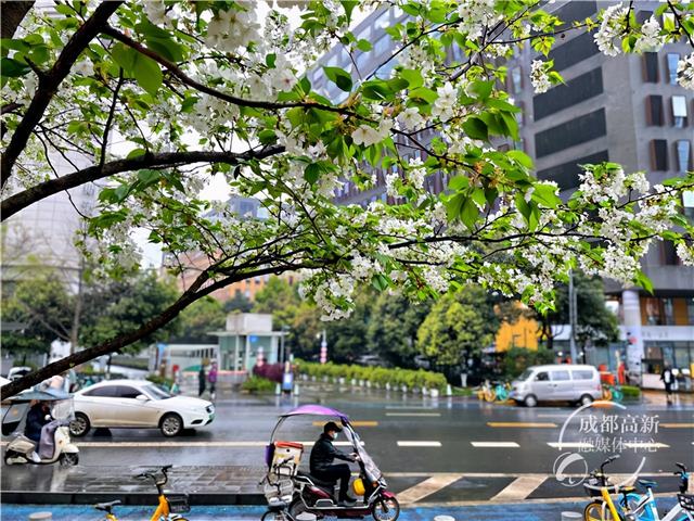 高新花事丨浪漫得犯规了！ 300株早樱盛放吉泰路市政公园