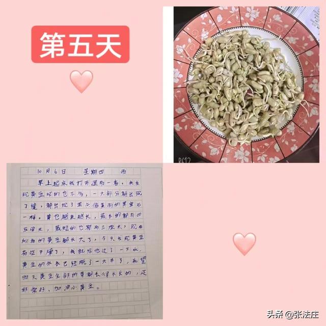 祁峻熙：豆芽生长记（系列观察日记）