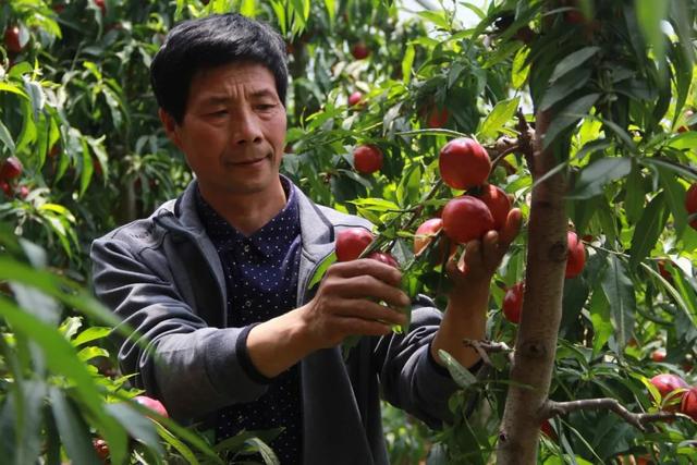 费县薛庄镇虎山前村种植大棚油桃领头雁 ——临沂优秀中级新型职业农民李文立