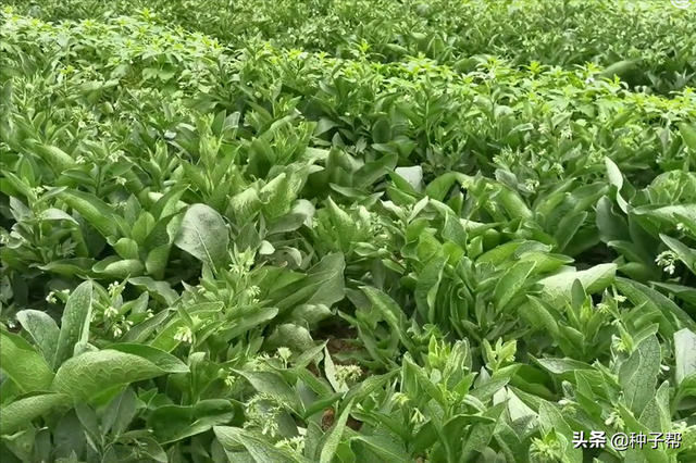 高产牧草，聚合草一亩收割20~30吨鲜草，南北方都可以种植