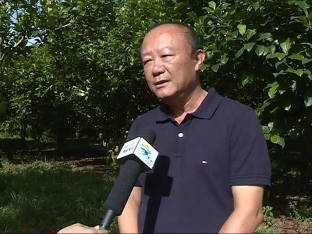 山根镇：万宁榴莲蜜，果好效益高