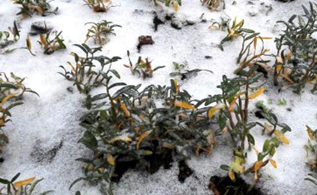 霍山石斛高效种植技术