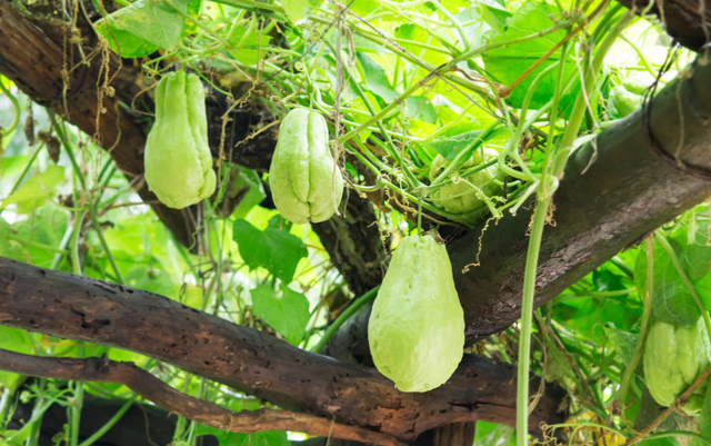 佛手瓜不会种植？掌握5点种植技术，佛手瓜轻松结满藤