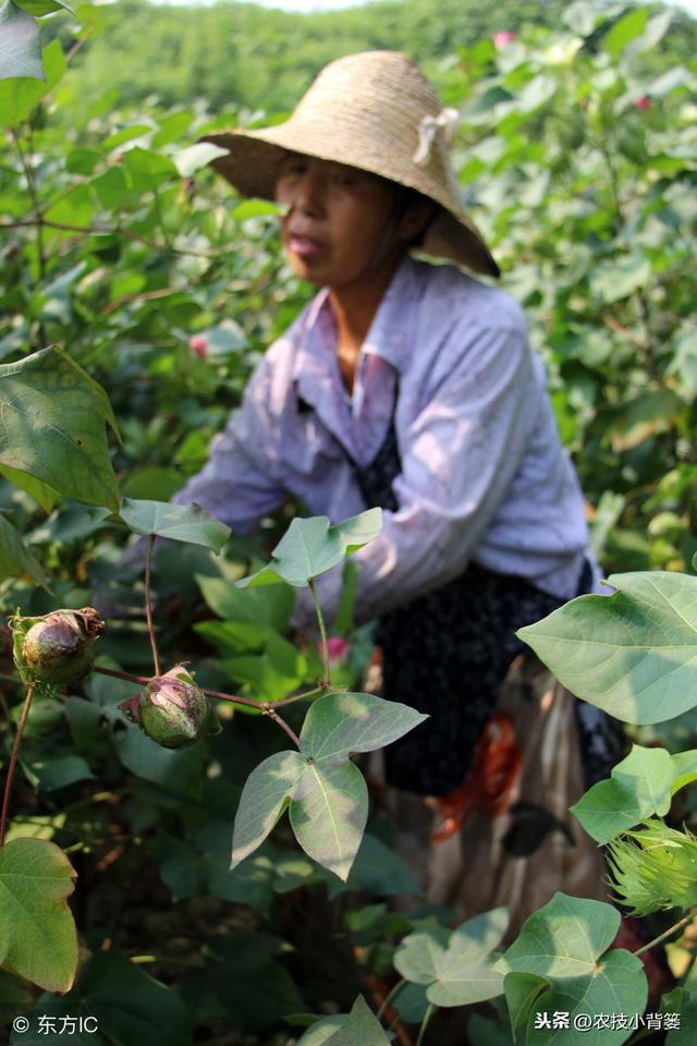 这些让棉花出苗齐、长势强、产量高的种植技巧，你都用对了吗？