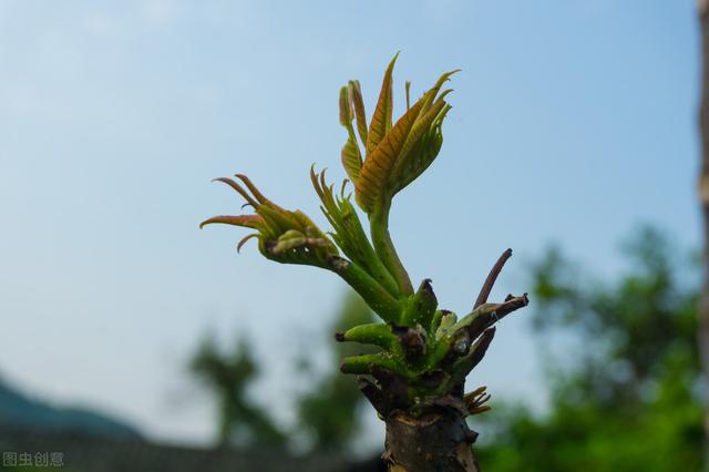 香椿的繁殖方法有哪些？分析大棚种植香椿的效益