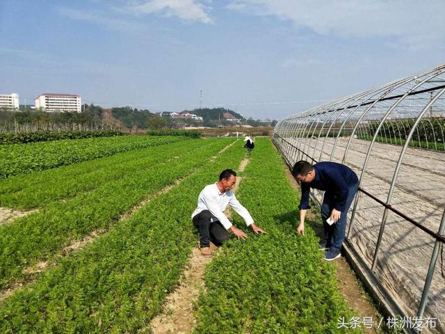 攸县金其蔬菜种植合作社，合作社+基地+农户模式，走出一条路子