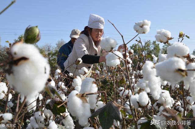 这些让棉花出苗齐、长势强、产量高的种植技巧，你都用对了吗？