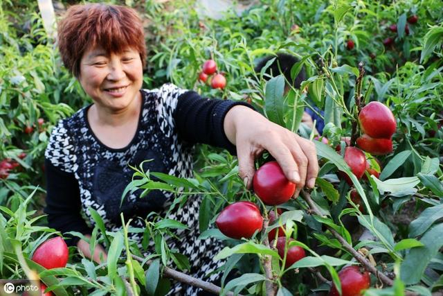 油桃怎么种植过程中需要注意什么？与您分享油桃种植经验