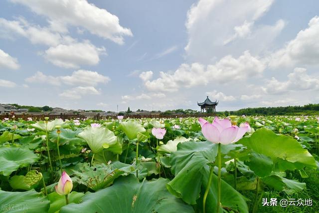 白莲种植正当时，如何能高产？做好7个技术要点，高产并不难