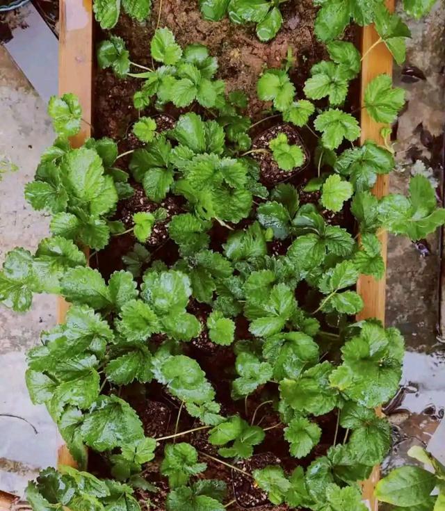 盆栽草莓的度夏技巧，有3个，绿油油安全度夏，顺利结果