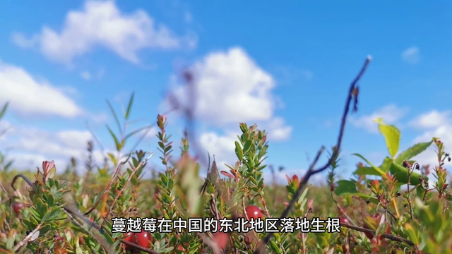 中国蔓越莓的生产与种植#蔓越莓