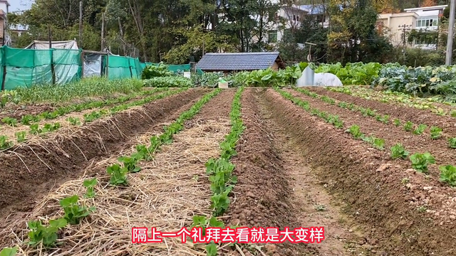 看看我种下二十天的蚕豆、何兰豆和甜豆#关注我一起学种菜