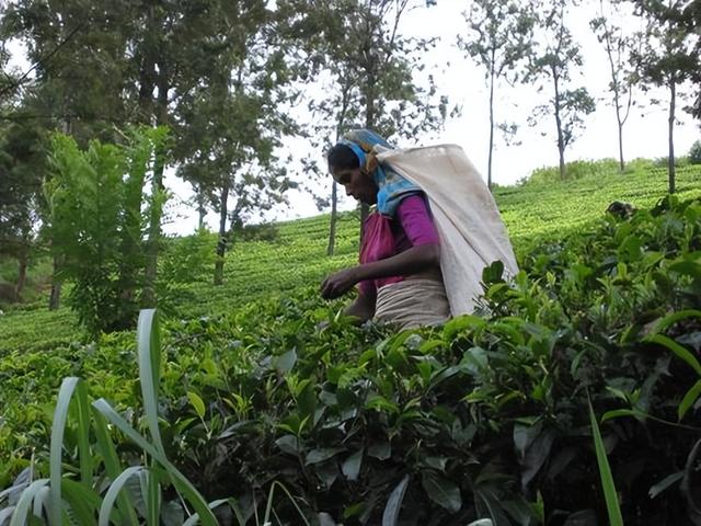 斯里兰卡：最大的茶叶生产国之一，茶叶种植业对当地的经济影响