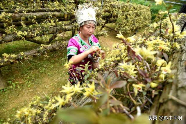 种植面积700余万亩 贵州省十大举措助力中药材产业做优做强