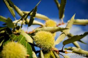 板栗高产种植技术(《板栗高产栽培技术，掌握种植方法，高产丰收稳赚钱建议收藏》)