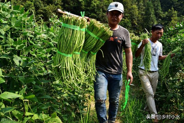 豇豆高产种植有技巧？老师傅教你6点，豇豆多开花、多结荚