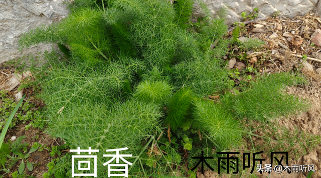 茴香怎样种植？茴香种植的方法与要点