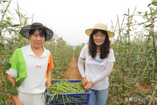 豇豆高产种植有技巧？老师傅教你6点，豇豆多开花、多结荚