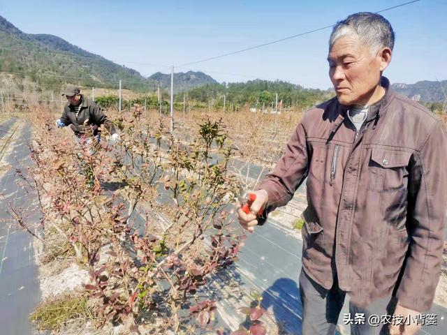 蓝莓一年四季各有哪些生长规律特性？蓝莓春夏秋冬四季如何修剪？