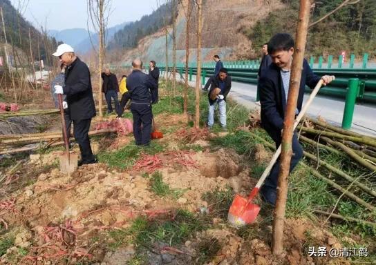 植的树成活率低啥原因？与泥土回填有关，泥土回填有技巧