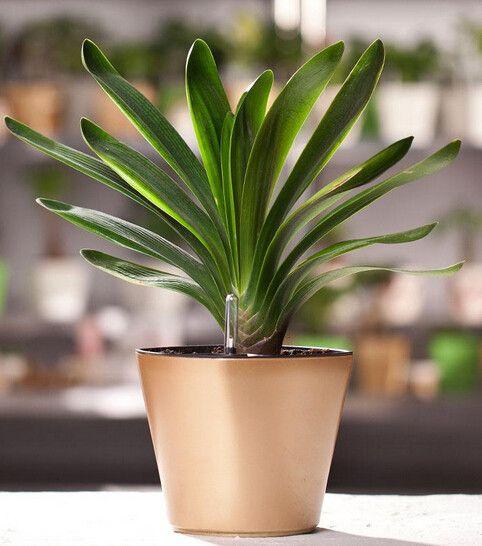 家居养花：净化空气的植物冠军竟然是它，净化空气最佳植物排名！