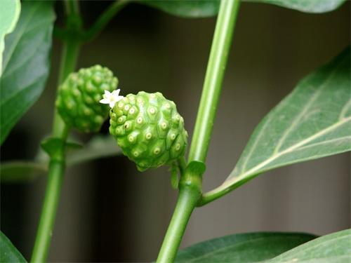 诺丽果是海滨木巴戟的果实，掌握科学种植技术，培育优质诺丽果