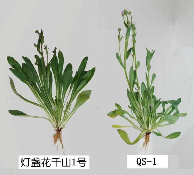 了不起！他们选育的2个灯盏花新品种，占云南全省种植面积的八成