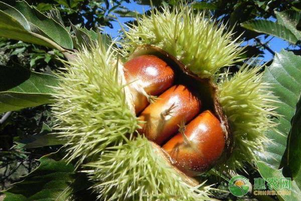 板栗的种植前景如何？多少钱一斤？（附种植成本及利润分析）