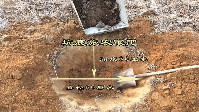 大榛子种植技术｜园地准备、栽植方法、当年管理