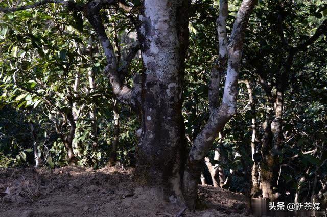 从茶树对土壤的要求解释古树茶为什么那么好