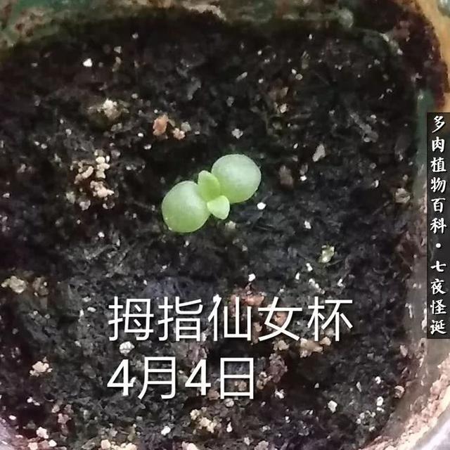 养多肉的平凡7年，谈谈播种心得！