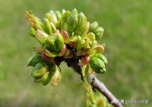 果树萌芽期、花芽分化期、花期、结果期各需要怎样的温度与湿度？