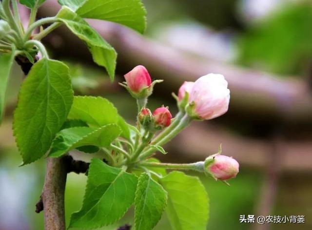 果树萌芽期、花芽分化期、花期、结果期各需要怎样的温度与湿度？