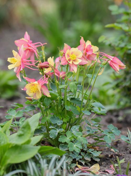 盆栽大花耧斗菜，养护注意4点，开花满盆