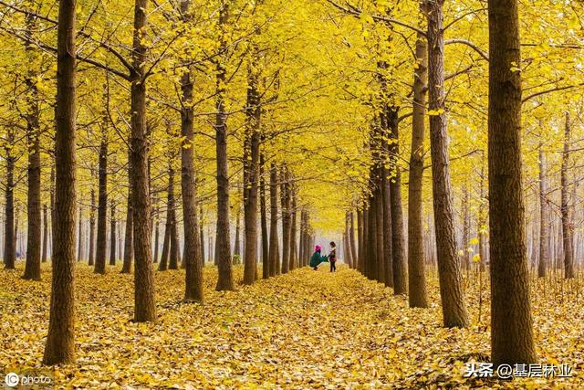 银杏树种植开发前景分析及栽培技术要点