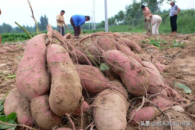 实现红薯高产多收并不难，种植管理技巧一定要掌握好