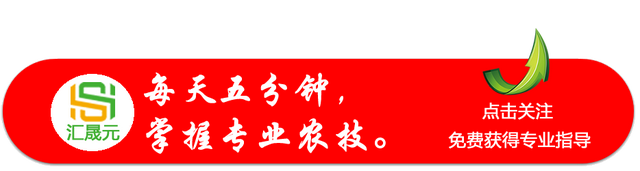 露地线椒栽种，你应该了解4个高产技术要点