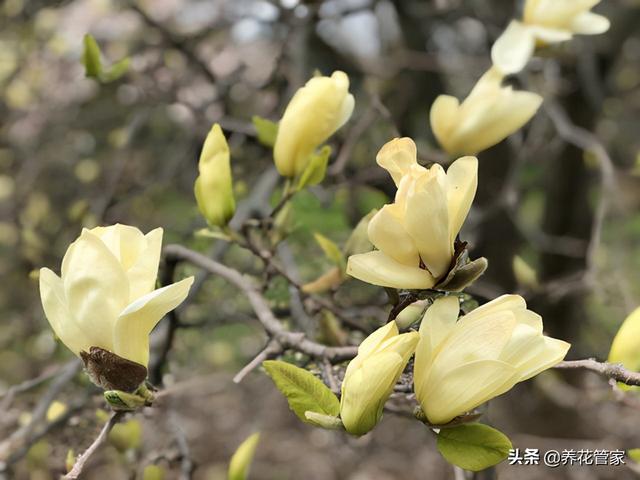 探寻罕见的黄玉兰，花开金黄，遇见吉祥