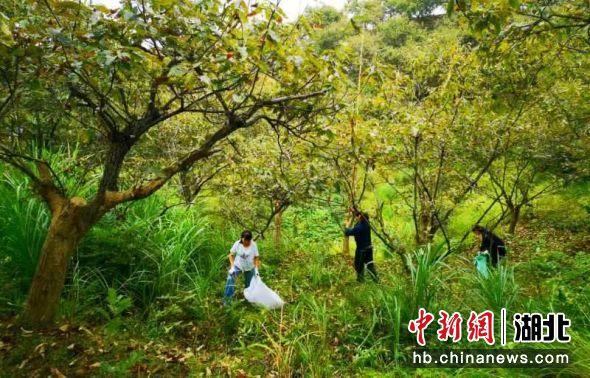 湖北通城：万亩板栗获丰收